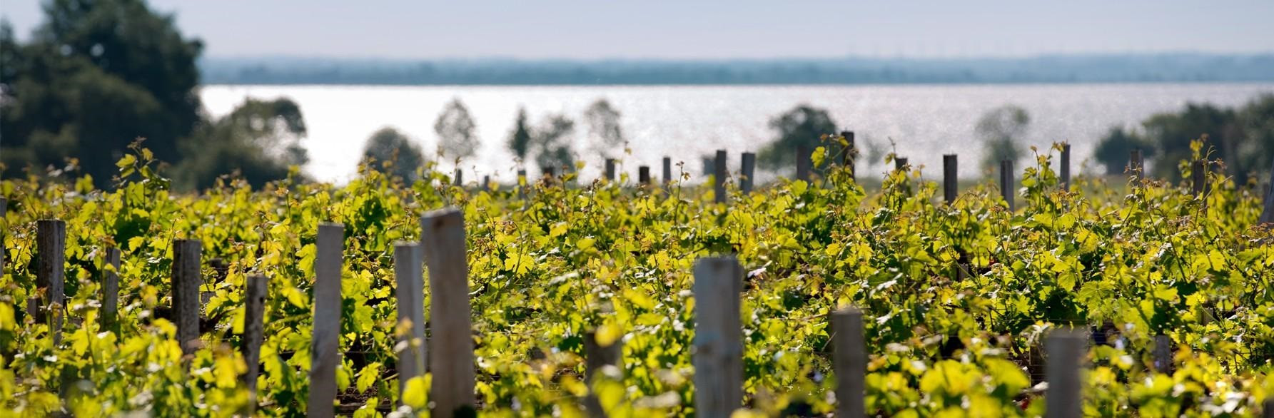 Vignoble Bordelais : histoire, appellations, spécificités...